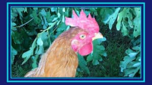 Read more about the article Our Chickens